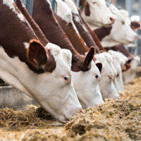 В Казахстане на субсидирование животноводства будет направлено более 124 млрд. тенге 