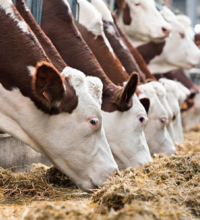 В Казахстане на субсидирование животноводства будет направлено более 124 млрд. тенге 