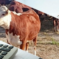 Акмолинские фермеры подают заявки на субсидирование развития племенного животноводства