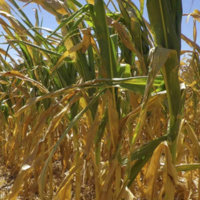 Засуха в США ухудшает перспективы урожайности кукурузы в 2022/23 МГ