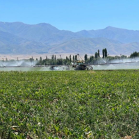 Агрометеорологи оценили перспективы урожайности кукурузы и сахарной свеклы в Казахстане