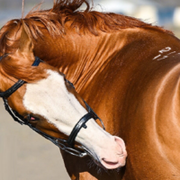 В Костанайской области на таврение лошадей выделено свыше 34 млн. тенге 