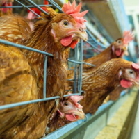 До 30 июня 2024 года продлили в ЕАЭС переходный период по вступлению в силу техрегламента на мясо птицы