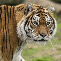 Минэкологии: тигры могут вернуться в Казахстан в 2025 году