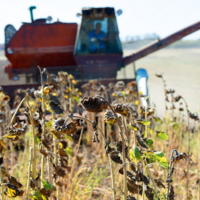 Урожай зерна-2022 в Украине на конец сентября превышает 26 млн. тонн