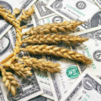 В Украине стабилизировались цены на продовольственную пшеницу 
