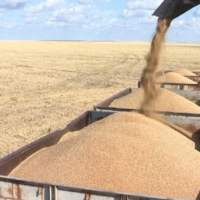Урожай-2022: казахстанские аграрии собрали 22,1 млн. тонн зерна 