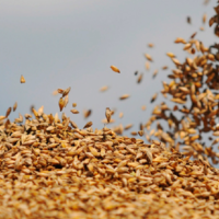 В этом году валовой сбор зерновых культур во Франции может снизиться до 48 млн. тонн