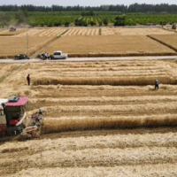 Китай ожидает небывалого осеннего урожая зерна 
