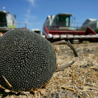 Минсельхоз: урожай масличных культур в Казахстане на 42% выше прошлогоднего 