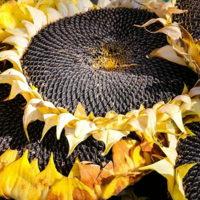 Аргентина в 2023 году может собрать самый большой за 15 лет урожай подсолнечника — около 4,2-4,5 млн. тонн