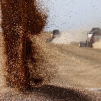  В Бразилии в 2022-2023 году ожидается рекордный урожай пшеницы — 9 млн. тонн 