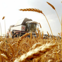 Урожай пшеницы в Кыргызстане на 62% превышает прошлогодний, но импортировать зерно все же придется