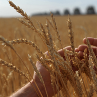 Казгидромет спрогнозировал «средний» урожай пшеницы в северных регионах Казахстана
