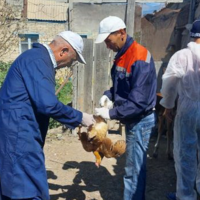 Более 6 тысяч доз вакцины от птичьего гриппа выделено Атырауской области