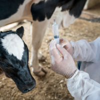 Казахстан: Минсельхоз в 2022 году планирует закупить ветеринарных препаратов на 7,7 млрд. тенге