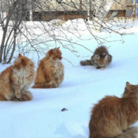 Ну где весна?! Куда смотреть? Прогноз погоды по Казахстану на ближайшие три дня