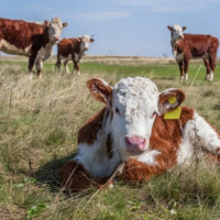 Казахстан планирует полностью восстановить благополучный статус по ящуру в мае 2023 года