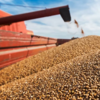 С 1 июля Россия снимает ограничения с экспорта зерна в Казахстан