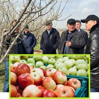 Казахстан: глава Минсельхоза пообещал решить проблемы производителей тепличных овощей и садоводов