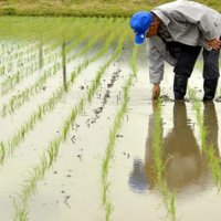 В трех южных регионах Казахстана посевы водозатратного риса сокращены на 6,6 тыс. гектаров 