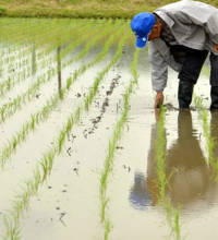 В трех южных регионах Казахстана посевы водозатратного риса сокращены на 6,6 тыс. гектаров 
