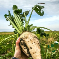 В этом году в Казахстане сахарной свеклой засеяно всего 14,5 тыс. га. Что мешает выращивать сладкого корнеплода больше? 