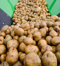 Минсельхоз распределил квоты на вывоз картофеля из Казахстана на апрель