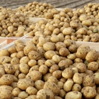 Перекати-клубень: в Казахстане снят запрет на вывоз картофеля, но введен ряд ограничений