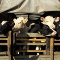 В Казахстане планируется ограничить вывоз молодняка скота за рубеж до 1 апреля 2023 года
