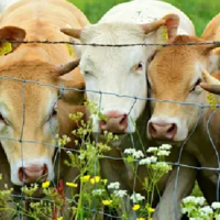 Казахстан планирует продлить запрет на вывоз скота еще на полгода