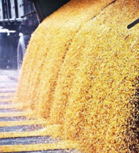 130 тысяч тонн зерна вывезено из Казахстана в рамках квоты