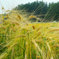В этом сезоне Казахстан планирует экспортировать 1,2 млн. тонн ячменя. Главным покупателем станет Иран