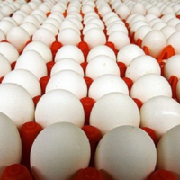 Казахстанские производители на 100% покрывают потребность страны в курином яйце