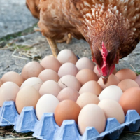 Яйца курицу научат: январское производство обогнало прошлогодние показатели на 18%, розничные цены упали 