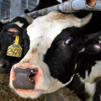 Минсельхоз РК: ситуация по ящуру в Казахстане остается стабильной 