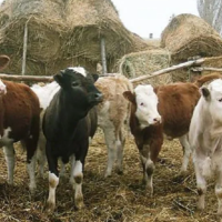 Шанс на перемены: как скажется принятие Закона «О личном подсобном хозяйстве» на развитии казахстанского села