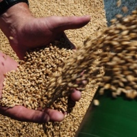 Казахстан приостанавливает экспорт зерна до 30 сентября