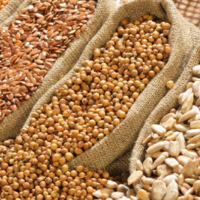 За три месяца запасы масличных культур в Казахстане сократились на 500 тыс. тонн