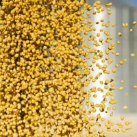 Мировые запасы сои в 2021/22 МГ могут сократиться до 6-летнего минимума и составить 83,2 млн. тонн