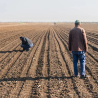 Недостаточными оказались условия влагонакопления в некоторых зерносеющих областях Казахстана
