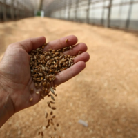 Запасы зерна в Казахстане сократились до 16,99 млн. тонн