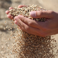 Насытить внутренний рынок РК: в запасе страны имеется 118 тыс. тонн казахстанской муки