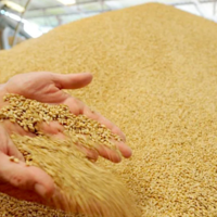 Азербайджан за 10 месяцев увеличил импорт пшеницы на 12%
