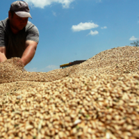 Грузия на год запретила экспорт отечественной пшеницы и ячменя