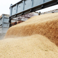 Совмин Беларуси ещё на полгода продлил запрет на вывоз некоторых видов зерновых культур