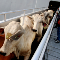 Казахстан с 1 декабря временно запретил ввоз скота и мяса из Румынии