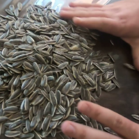 Из Алтайского края в Казахстан пытались незаконно вывезти две крупных партии подсолнечника 