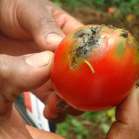 Крупная партия заражённых томатов из Казахстана задержана в России 