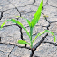 Засуха и дефицит осадков ожидаются в пяти регионах Казахстана